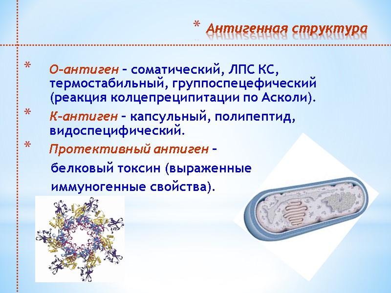 Антигенная структура  О-антиген – соматический, ЛПС КС, термостабильный, группоспецефический (реакция колцепреципитации по Асколи).